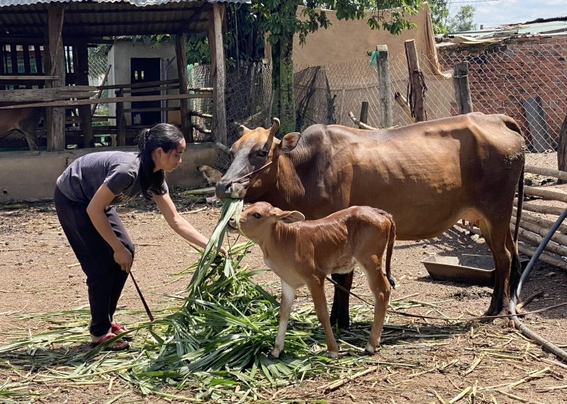 Nguồn vốn tín chấp – “Bà đỡ” giúp từng bước xoá đói giảm nghèo ở Đắk Lắk