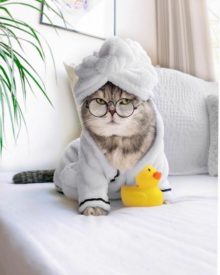 Chú mèo nổi tiếng mạng xã hội với phong cách thời trang sành điệu ...