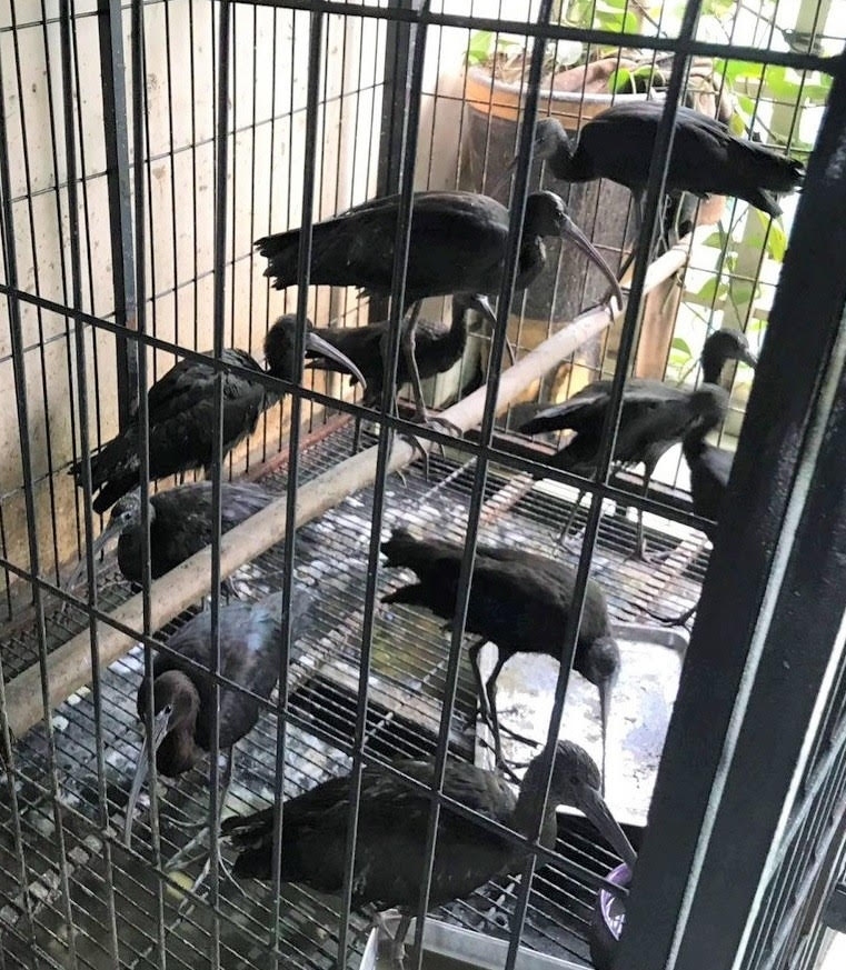 phạt 11 năm tù đối tượng nuôi nhốt số lượng lớn cá thể động vật hoang dã hình ảnh 1 phat 11 nam tu doi tuong nuoi nhot so luong lon ca the dong vat hoang da hinh anh 1