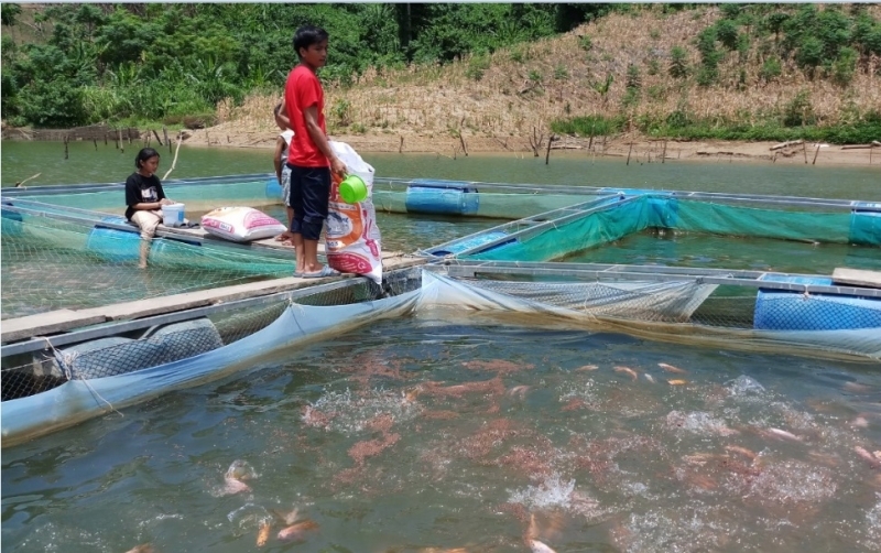 Thanh niên dân tộc Cơ Tu thoát nghèo từ nuôi cá diêu hồng