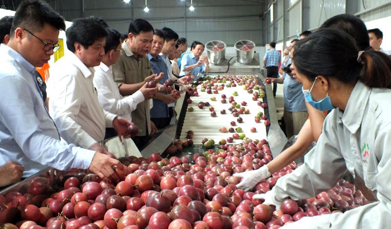 vietnam aims to become world s farm produce granary picture 1
