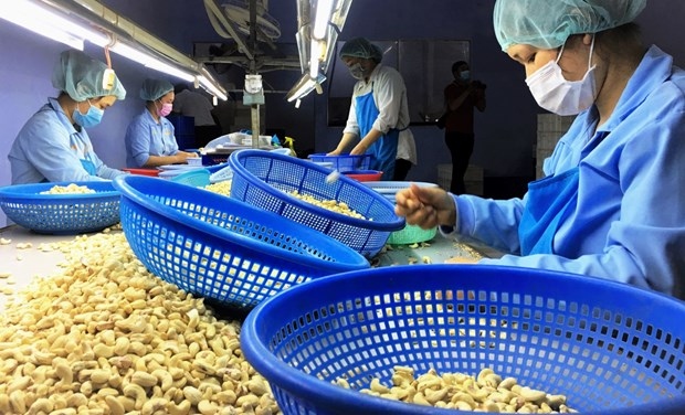 vietnamese cashew nuts increase market s share in russia picture 1