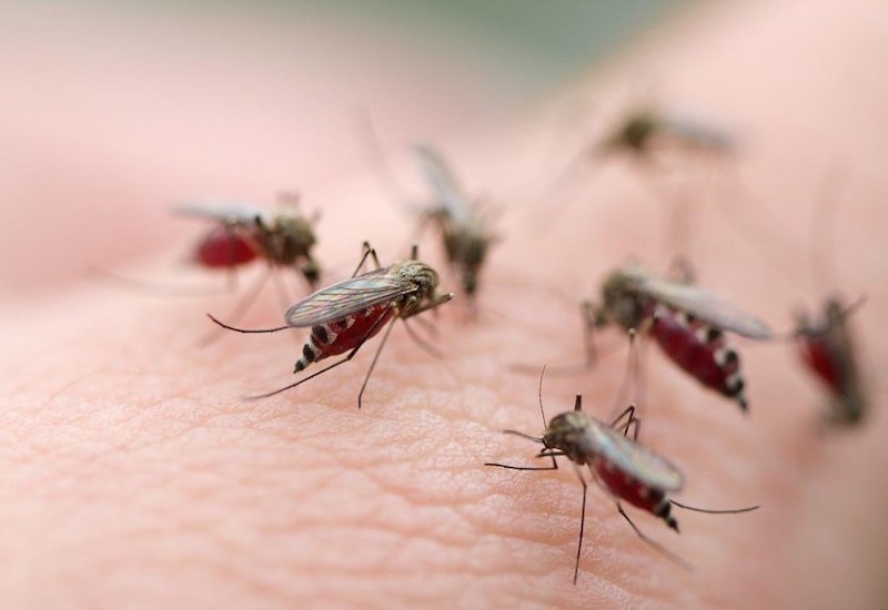 Dengue fever cases on the rise in Hanoi