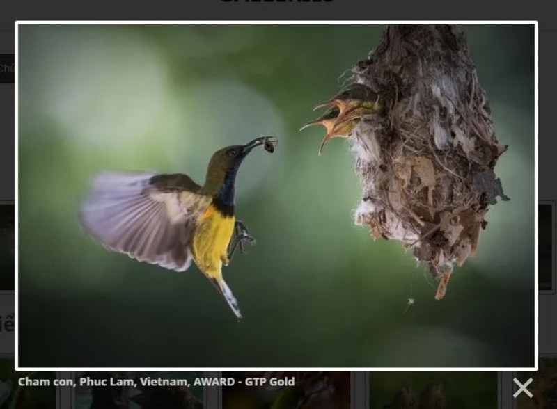vietnamese entrant claims gold at international photo contest picture 1
