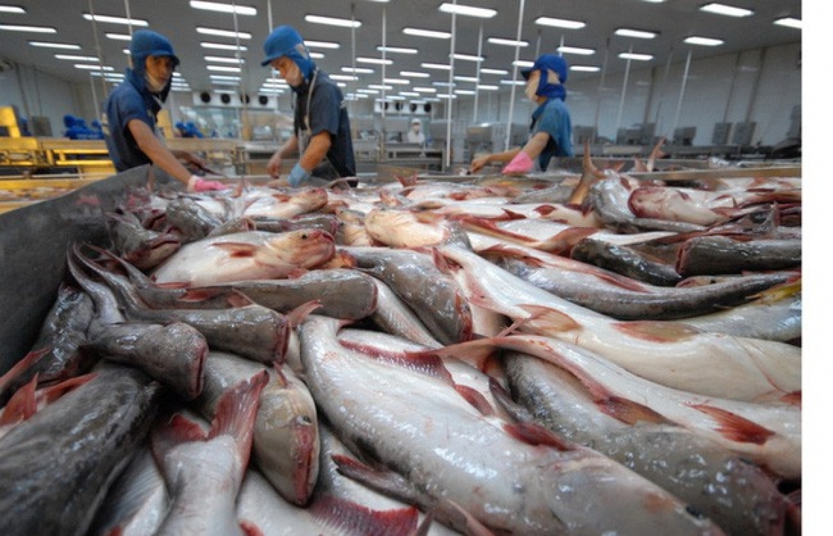 pangasius exports fetch over us 1 billion during nine-month period picture 1