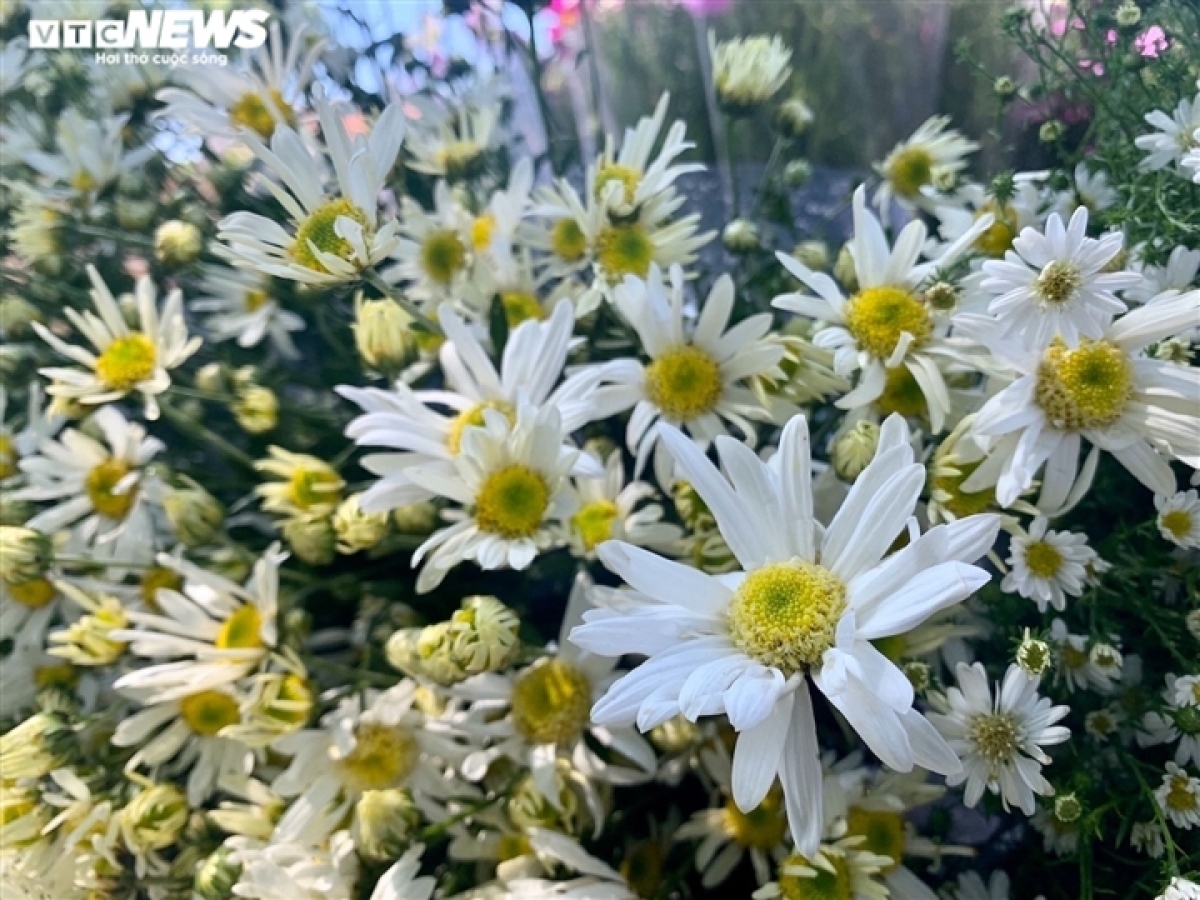 hanoi streets dotted with ox-eye daisies as winter approaches picture 1