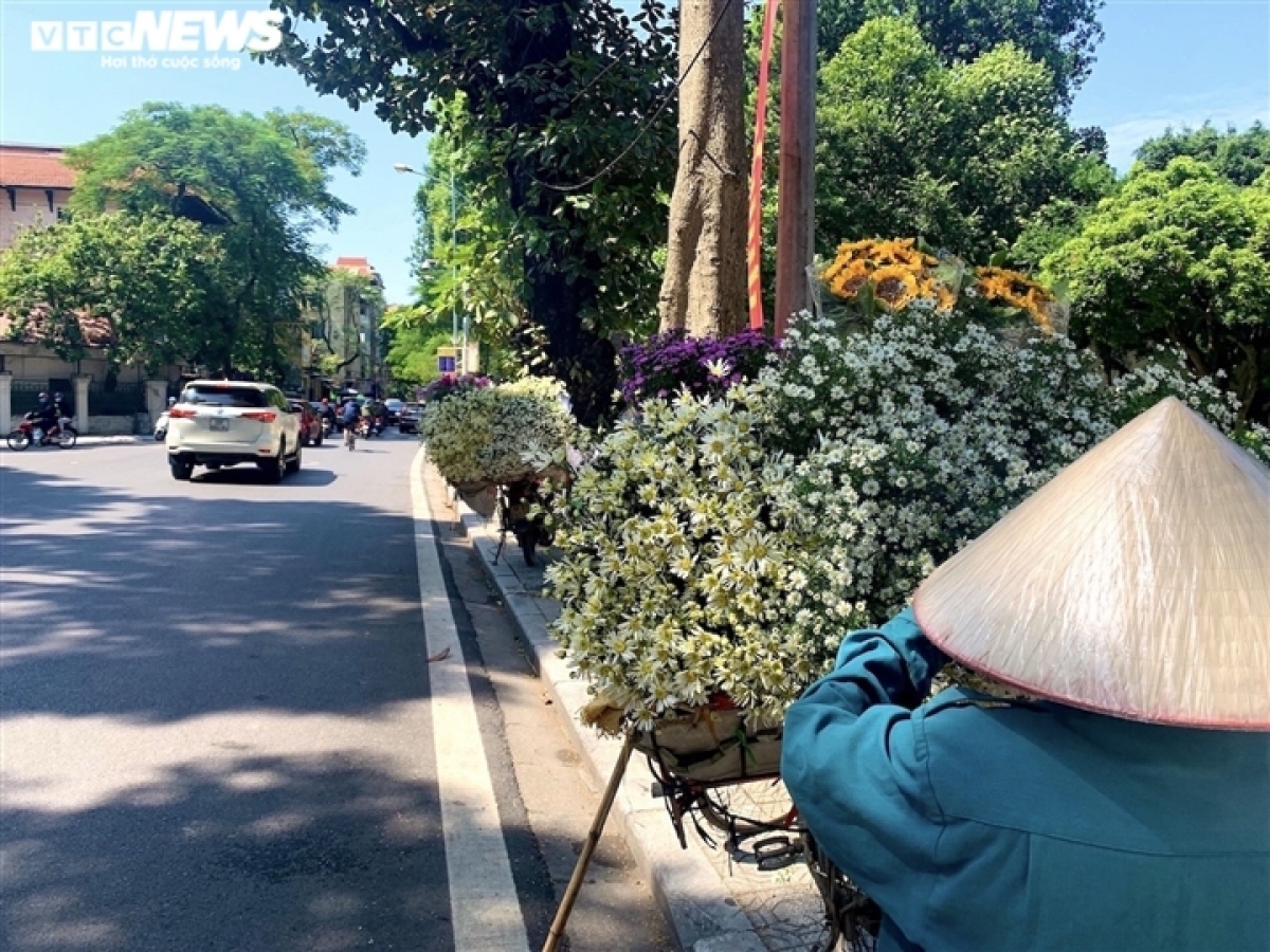 hanoi streets dotted with ox-eye daisies as winter approaches picture 12