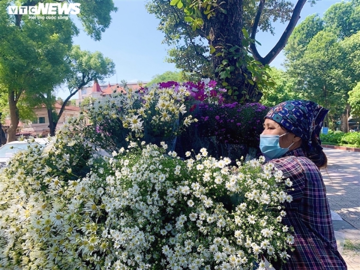 hanoi streets dotted with ox-eye daisies as winter approaches picture 4