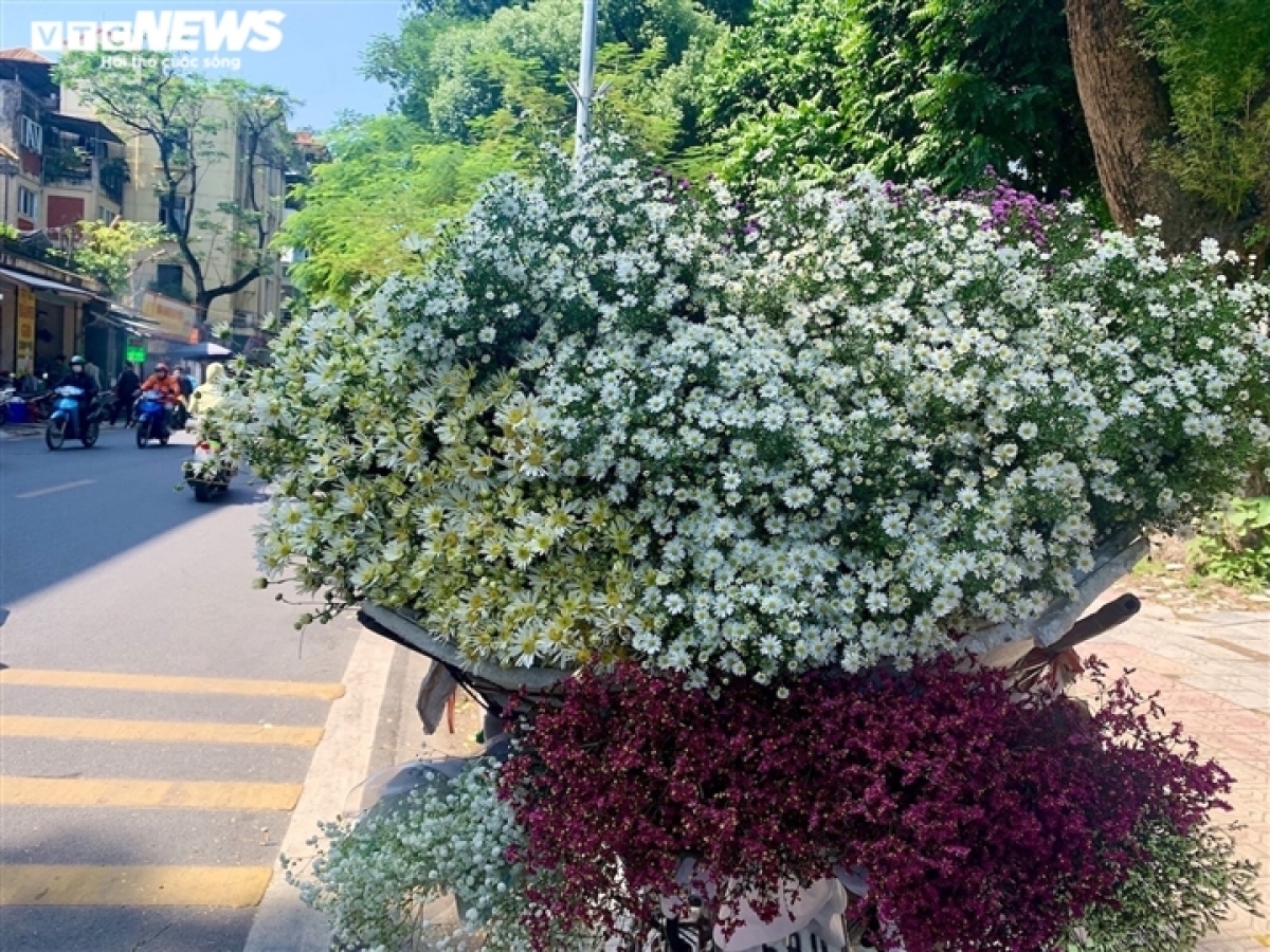 hanoi streets dotted with ox-eye daisies as winter approaches picture 6