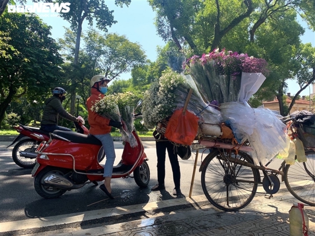 hanoi streets dotted with ox-eye daisies as winter approaches picture 9