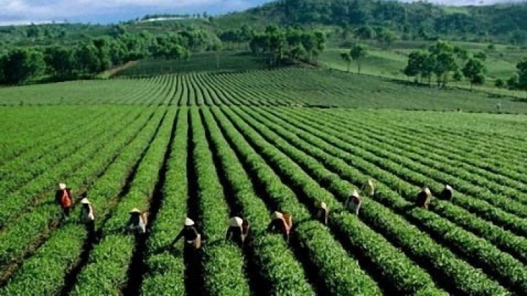 tea exports plunge due to covid-19 impact picture 1
