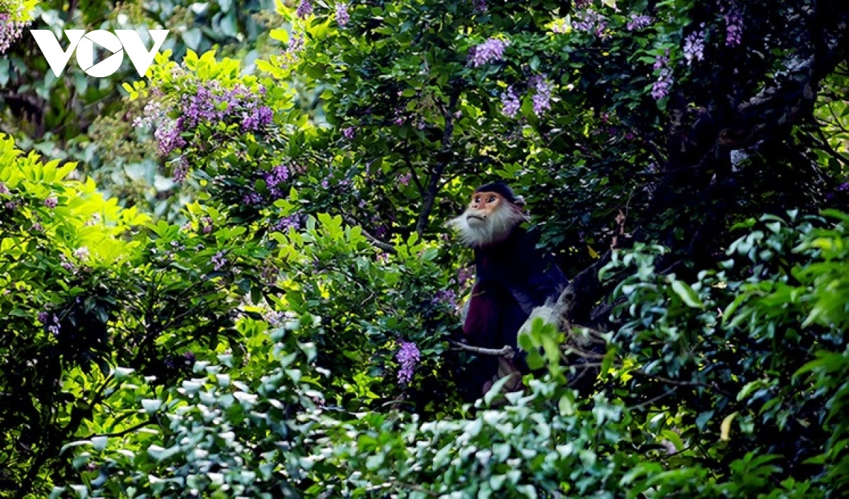 wildlife protection takes centre stage at czech - vietnamese seminar picture 1