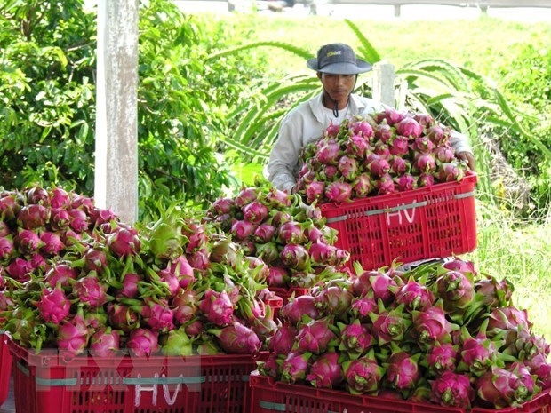 binh thuan dragon fruit expected to get protected status in japan picture 1 binh thuan dragon fruit expected to get protected status in japan picture 1