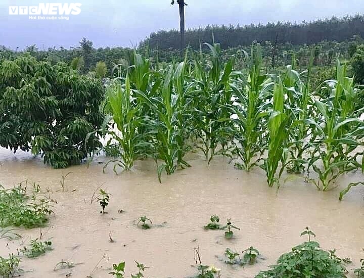 As of 11 a.m. on October 27 roughly 680 hectares of crops are left inundated in water and over 390 households are submerged in floodwater in Lak district.
