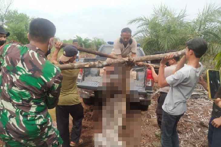 Con hổ Sumatra chết vì sập bẫy tại tỉnh Riau. Ảnh: Antara