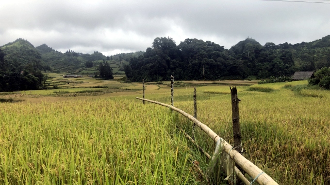 nong dan lao cai thang loi lon nho canh dong 1 giong hinh anh 1