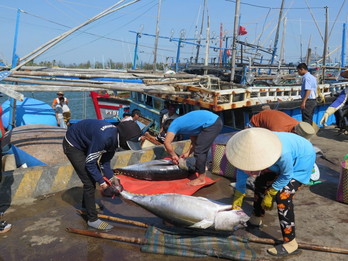 ec recognises vietnam s efforts to fight iuu, to conduct inspection in q1, 2022 picture 1