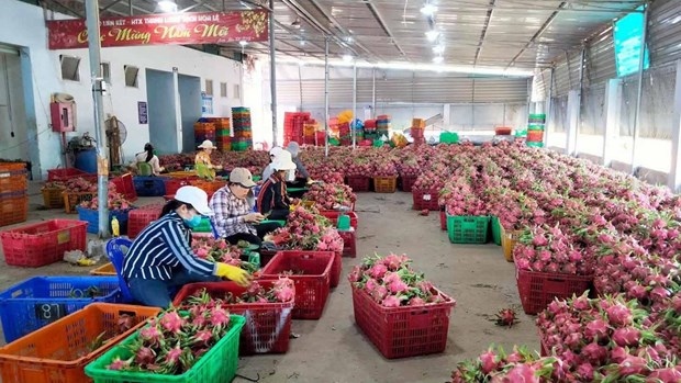 geographical indication of binh thuan dragon fruit protected in japan picture 1