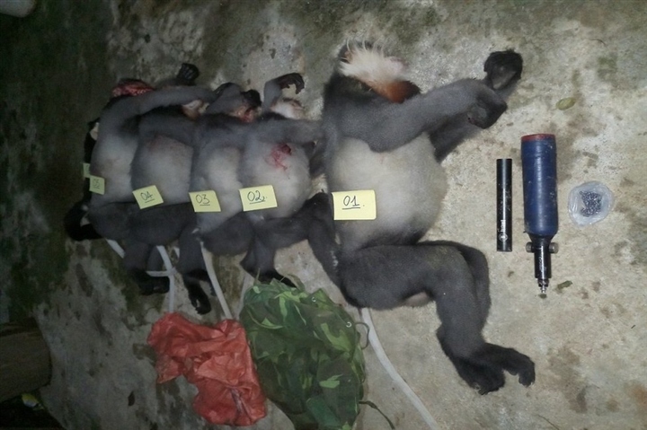 five rare gray-shanked douc langurs shot dead in central vietnam picture 1