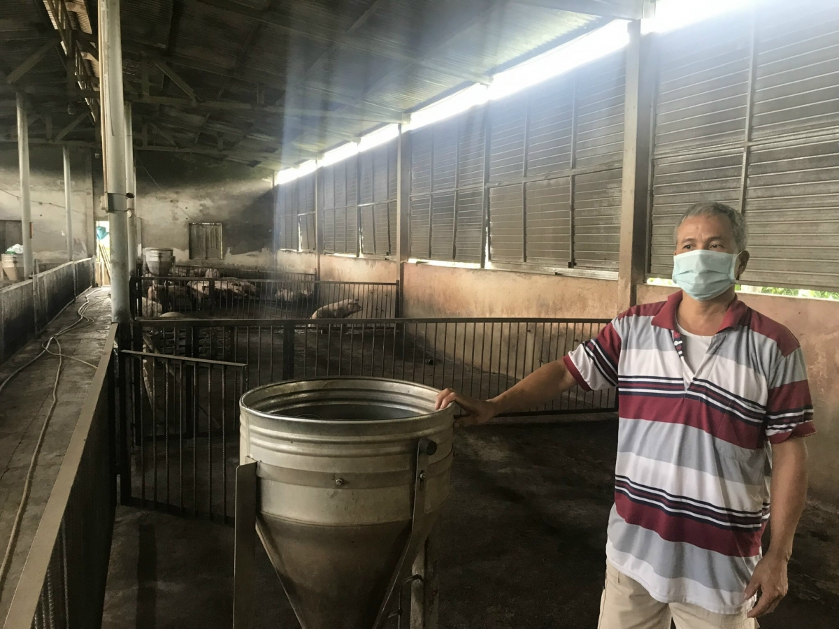 Người chăn nuôi ở Đắk Lắk lao đao vì dịch tả lợn châu Phi