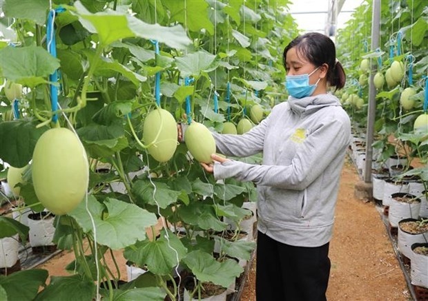  A melon cultivation model with the application of high technology in Phuoc Tien commune, Ninh Thuan province’s Bac Ai district