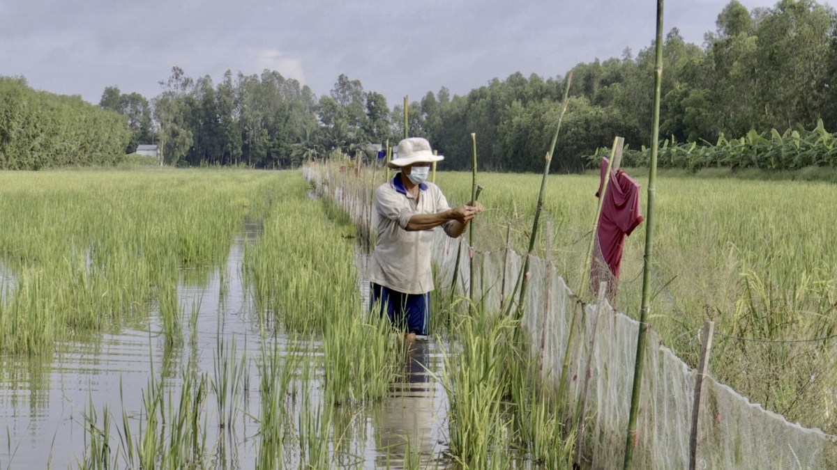 Cà Mau Đột phá nâng cao chất lượng giá trị tôm  lúa  Tạp chí Thủy sản  Việt Nam