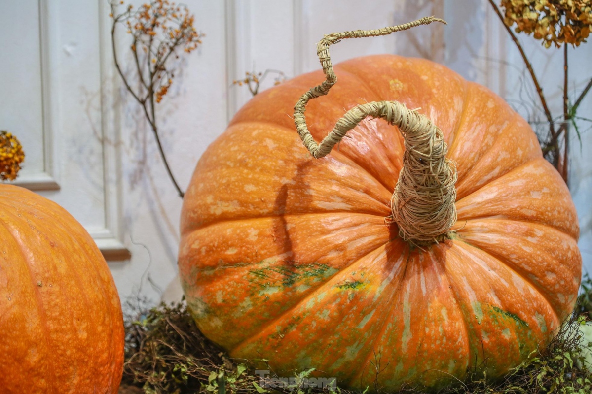 giant pumpkins prepared ahead of halloween celebrations picture 7