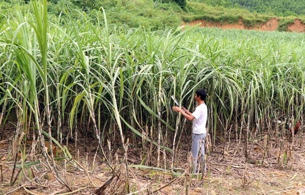 vietnam remains laos s largest sugar importer picture 1