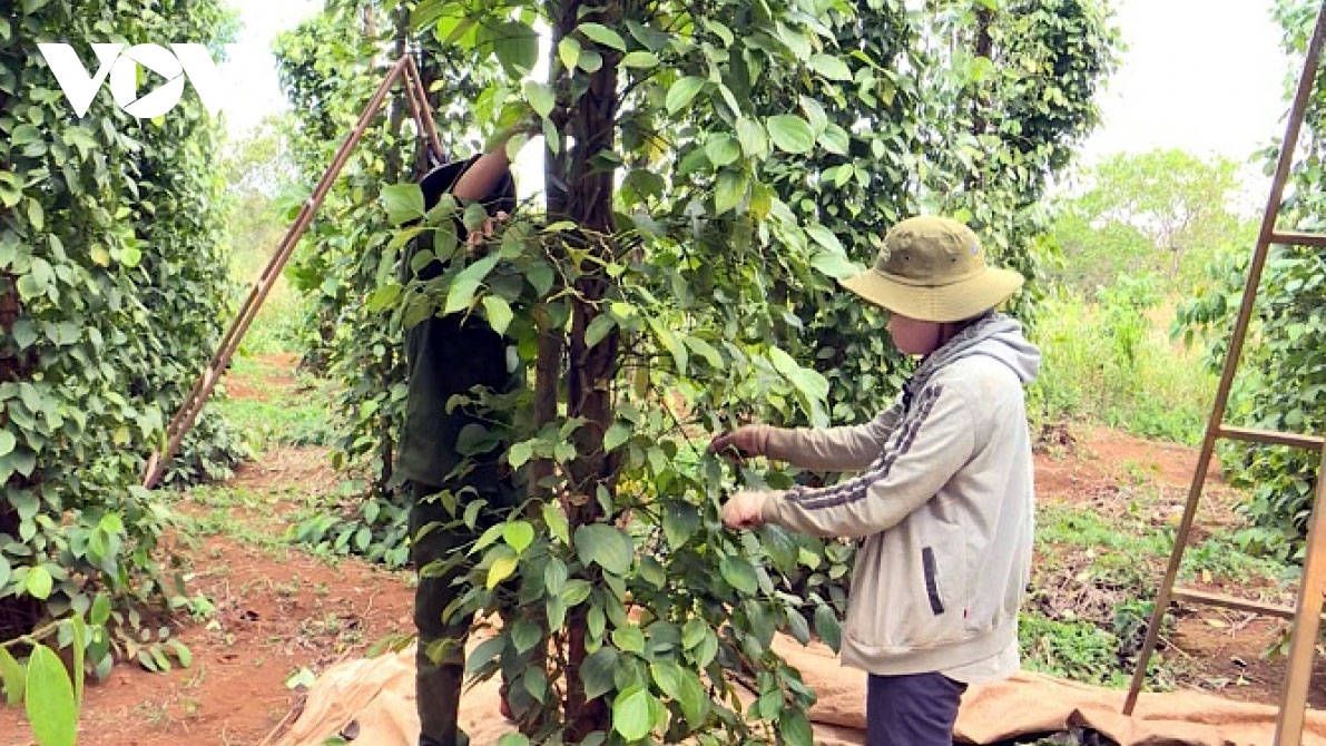 Các loại gia vị, hương liệu của Việt Nam rất đa dạng và luôn được thị trường quốc tế đón nhận.