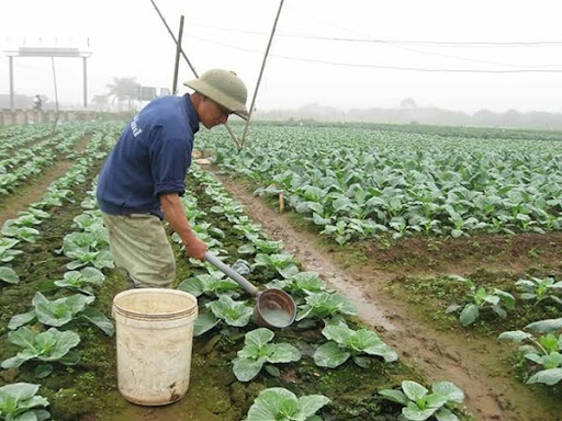 ha noi no luc khoi phuc san xuat o vung xanh hinh anh 1