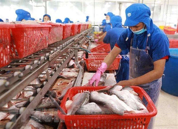 Tra fish processing at Sao Mai Group's company in Vam Cong industrial park, Lap Vo district, Dong Thap province