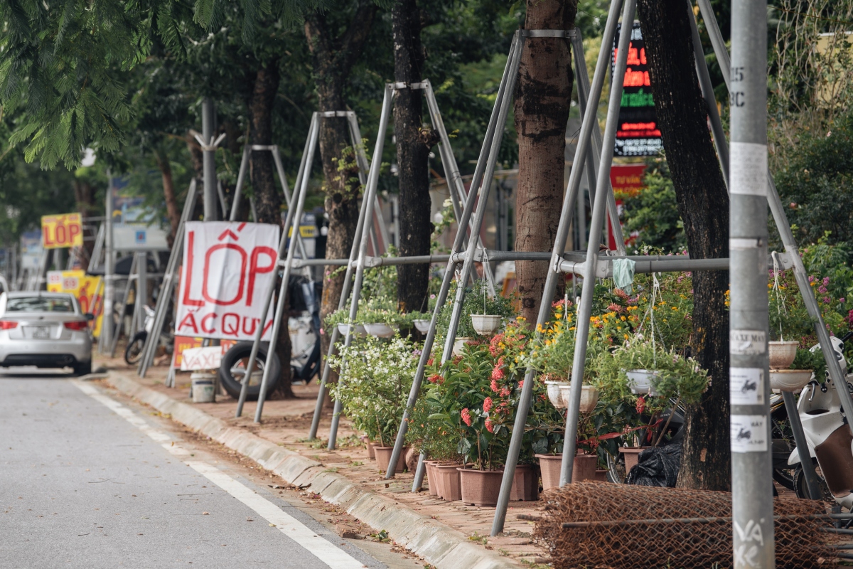 hang cay xanh bi khung sat bop nghet tren duong pham van Dong, ha noi hinh anh 14