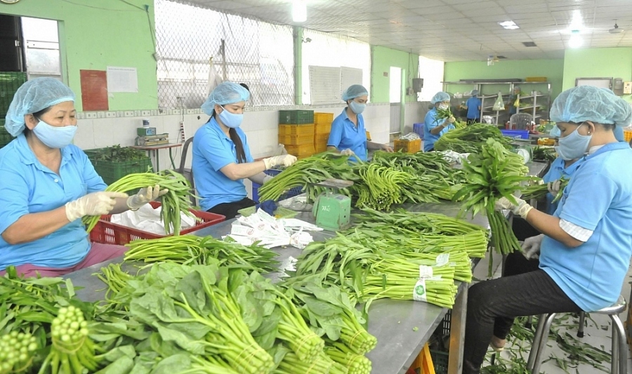 taiwanese consumers keen on vietnamese vegetables picture 1