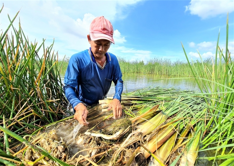 Vườn rau sạch giữa lòng thành phố mang thu nhập cao cho người nông dân