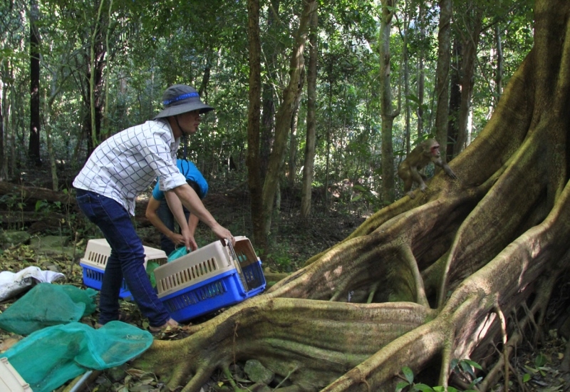 bi phat 157 trieu dong vi rao ban dong vat hoang da tren mang xa hoi hinh anh 1