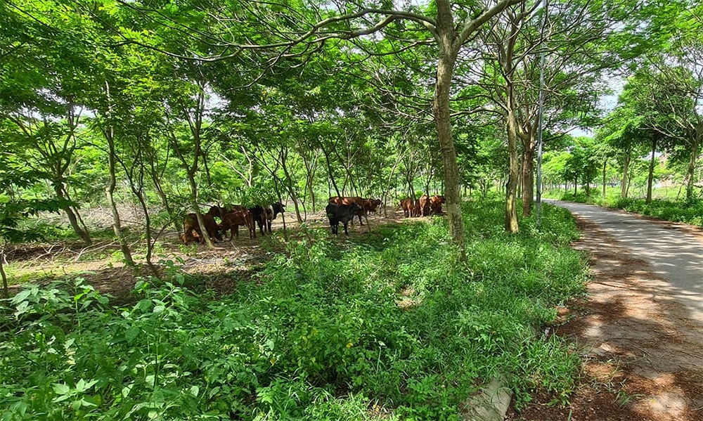 Nhiều dự án KĐT tại huyện Mê Linh (Hà Nội) chậm triển khai bỏ hoang cả chục năm, thành nơi chăn thả trâu, bò của người dân.