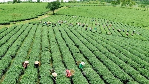 vietnamese agriculture seeks ways to adapt to new context picture 1