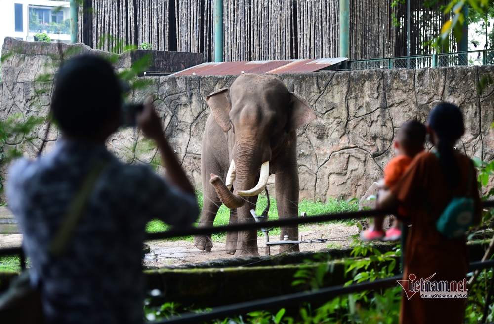 crowds descend on saigon zoo on reopening day picture 7