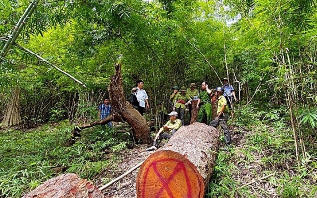 2 cay lim xanh khoang 100 nam tuoi vua bi don ha o binh thuan hinh anh 1