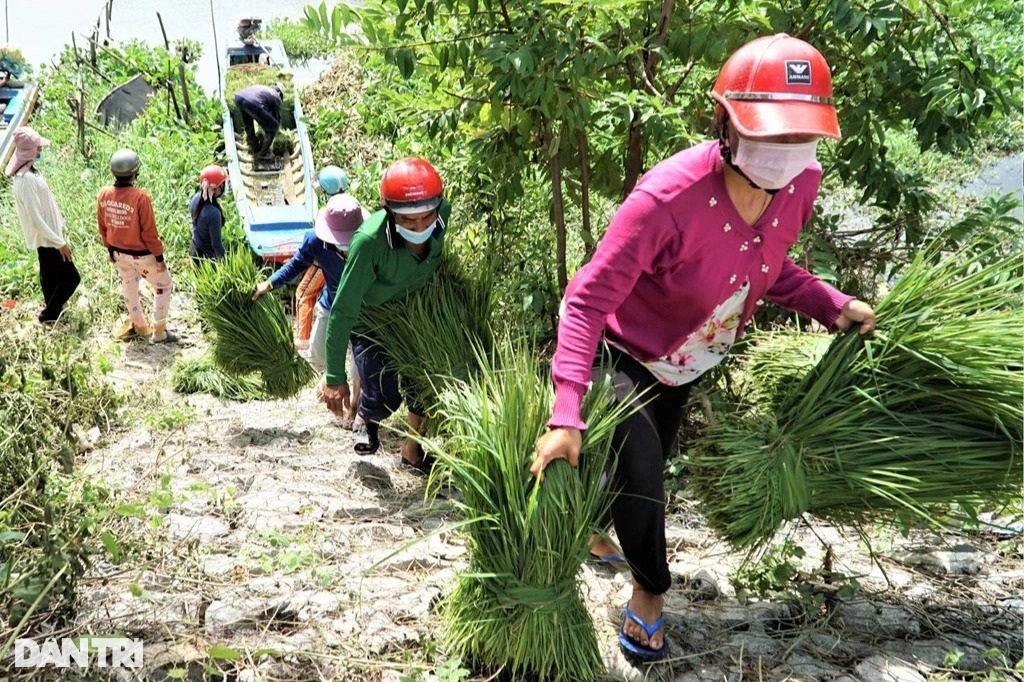 Phiên chợ kỳ lạ nhất miền Tây, chỉ buôn bán cỏ dại mà đắt như tôm tươi