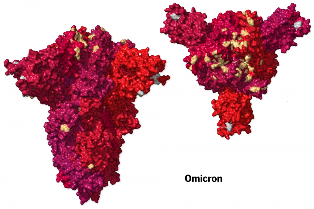 Đột biến trong protein gai của biến thể Omicron. Ảnh: New York Times.