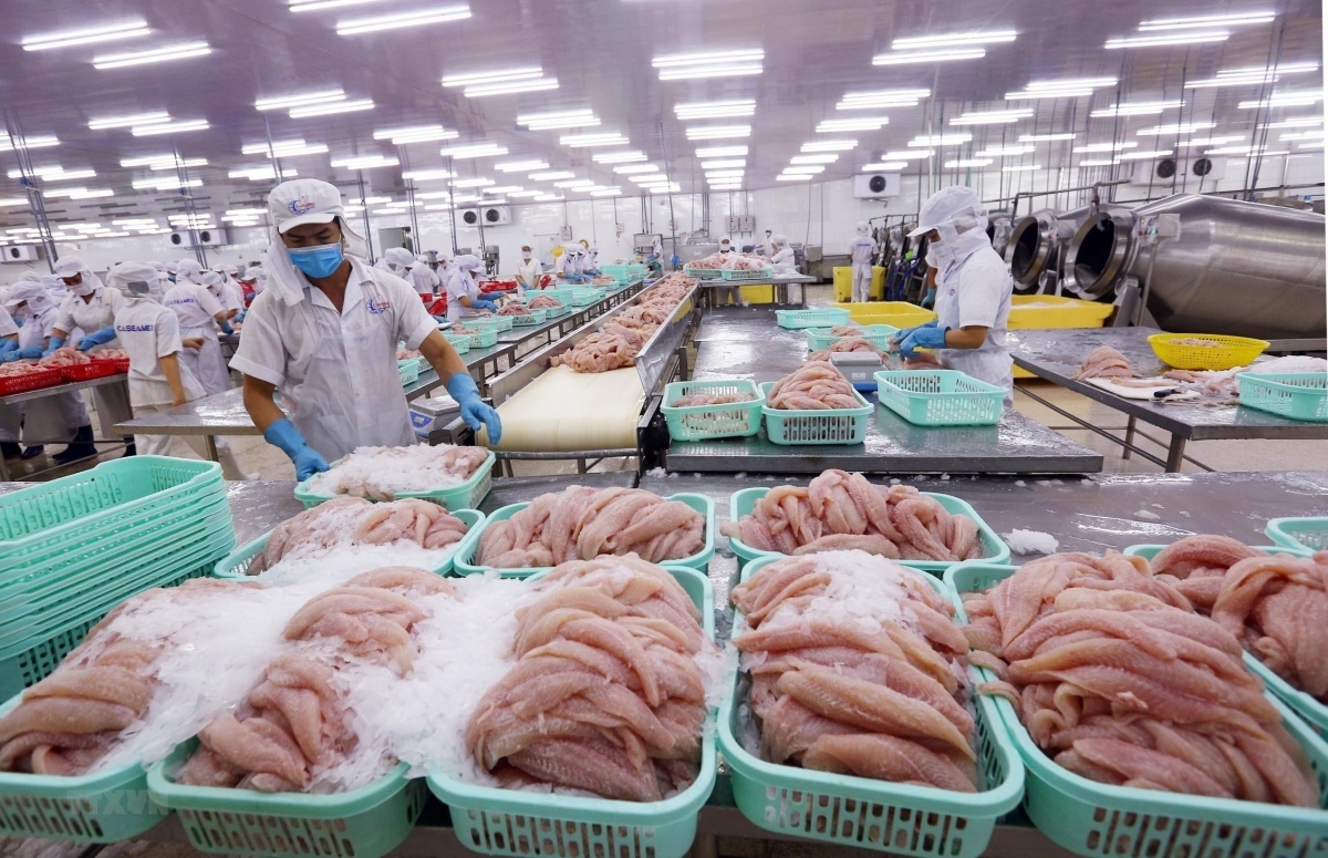 Processing pangasius fillets for export in Vietnam. (Illustrative image)