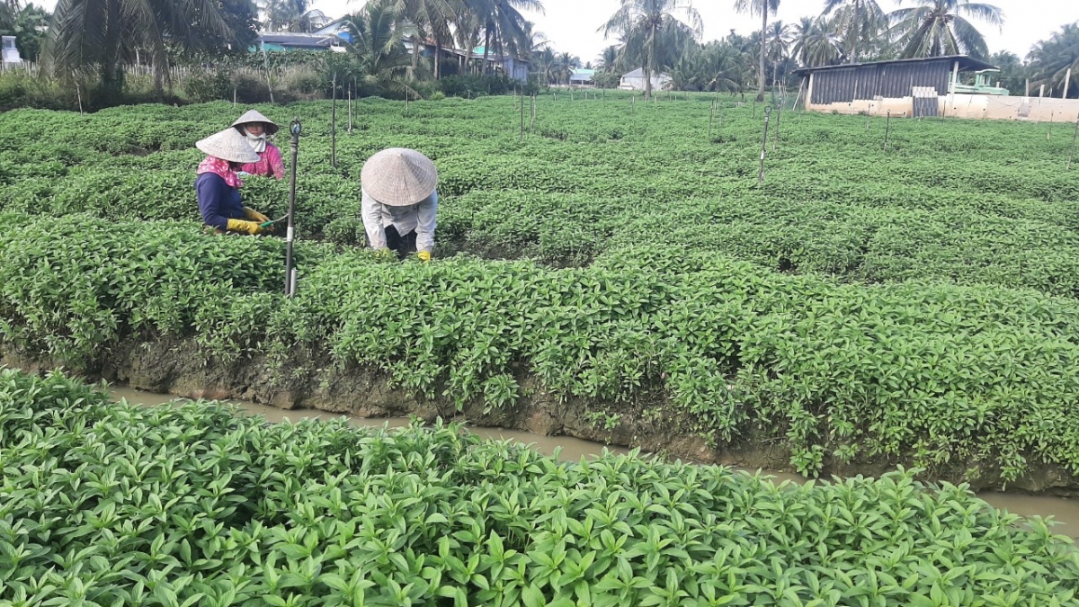 Nông dân huyện Châu Thành, tỉnh Tiền Giang chăm sóc ruộng rau chuẩn bị thu hoạch giá cao.