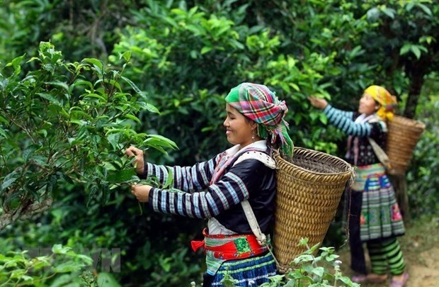 vietnam wins big tea contract with malaysian partner picture 1