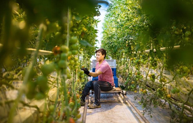 Người Việt tới thành phố Narpes thường làm việc trong các nhà kính trồng rau quả. (Ảnh: TELMA).