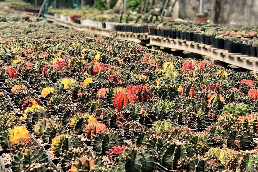 Cô gái 9X khởi nghiệp thành công từ tình yêu “xương rồng, sen đá”