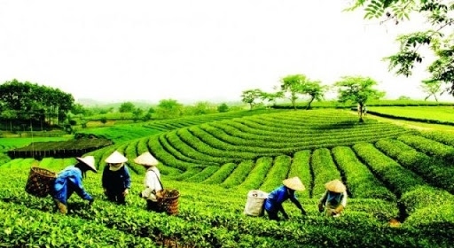 vietnam remains seventh largest tea supplier to us picture 1