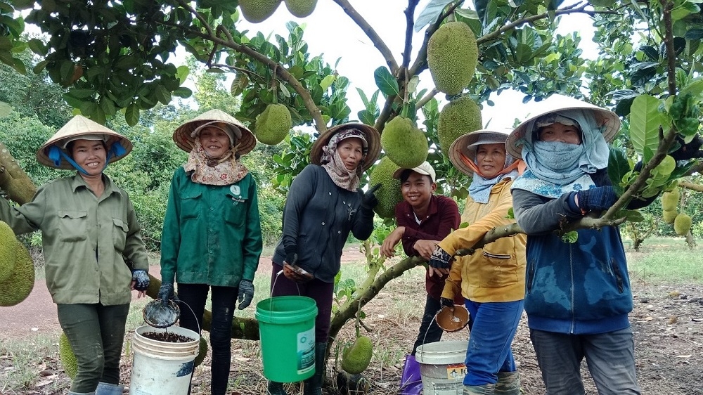 Nhiều hợp tác xã nông nghiệp tìm được đơn hàng mới