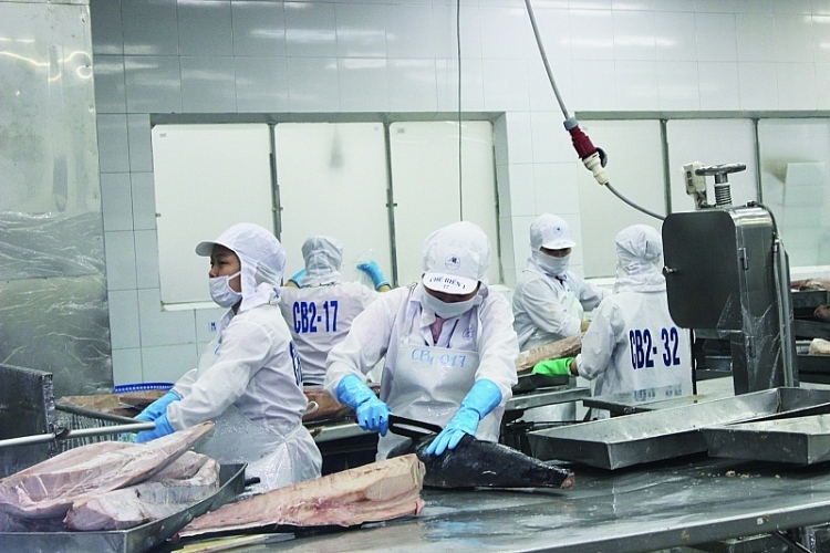 multi-million-dollar tuna auctions to debut in vietnam picture 1