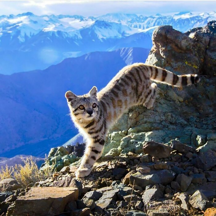 Loài mèo núi Andes đang được xếp vào danh sách những loài động vật gặp nguy hiểm.